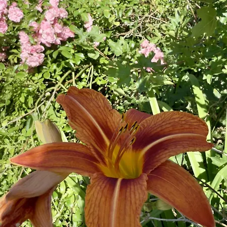 Feriehus Haus Anschuetz - Wilhelmshaven